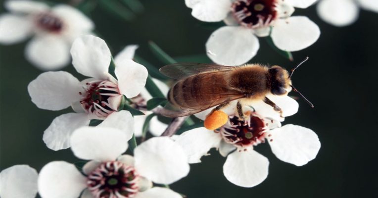 Manuka, tác dụng của mật ong chữa viêm họng này là gì