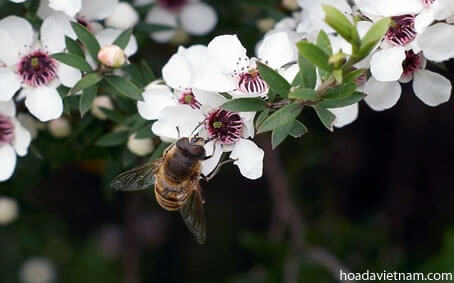 Manuka, tác dụng của mật ong chữa viêm họng này là gì 3