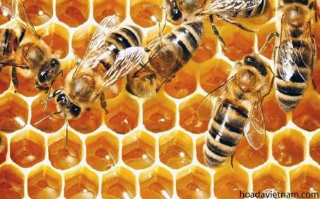 Giải đáp những hiểu lầm thông thường về mật ong trị viêm họng 1