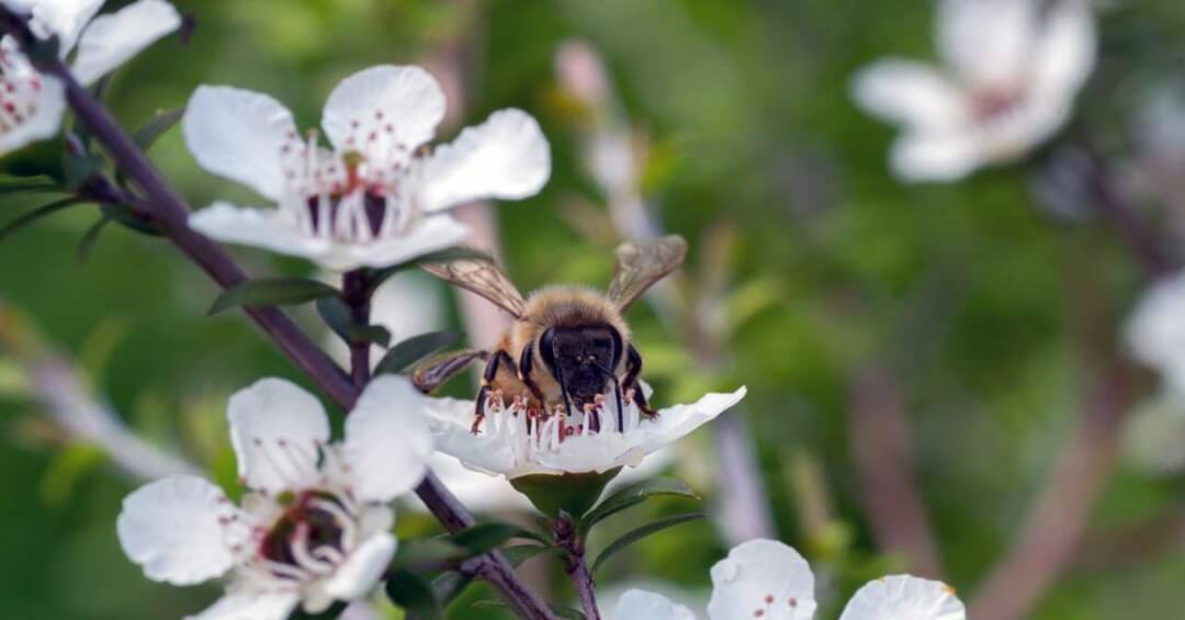 Dùng mật ong chữa viêm họng thay thế kháng sinh được không?