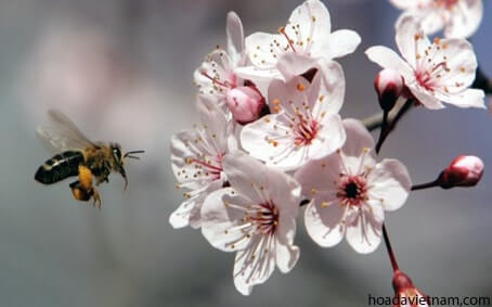 Dùng mật ong chữa viêm họng thay thế kháng sinh được không? 1