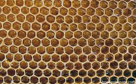 Thông tin thú vị về mật ong dùng để trị viêm họng 2