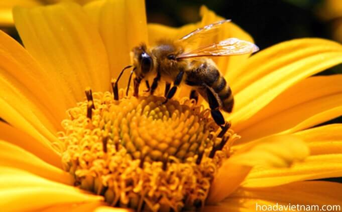 Thông tin thú vị về mật ong dùng để trị viêm họng 4